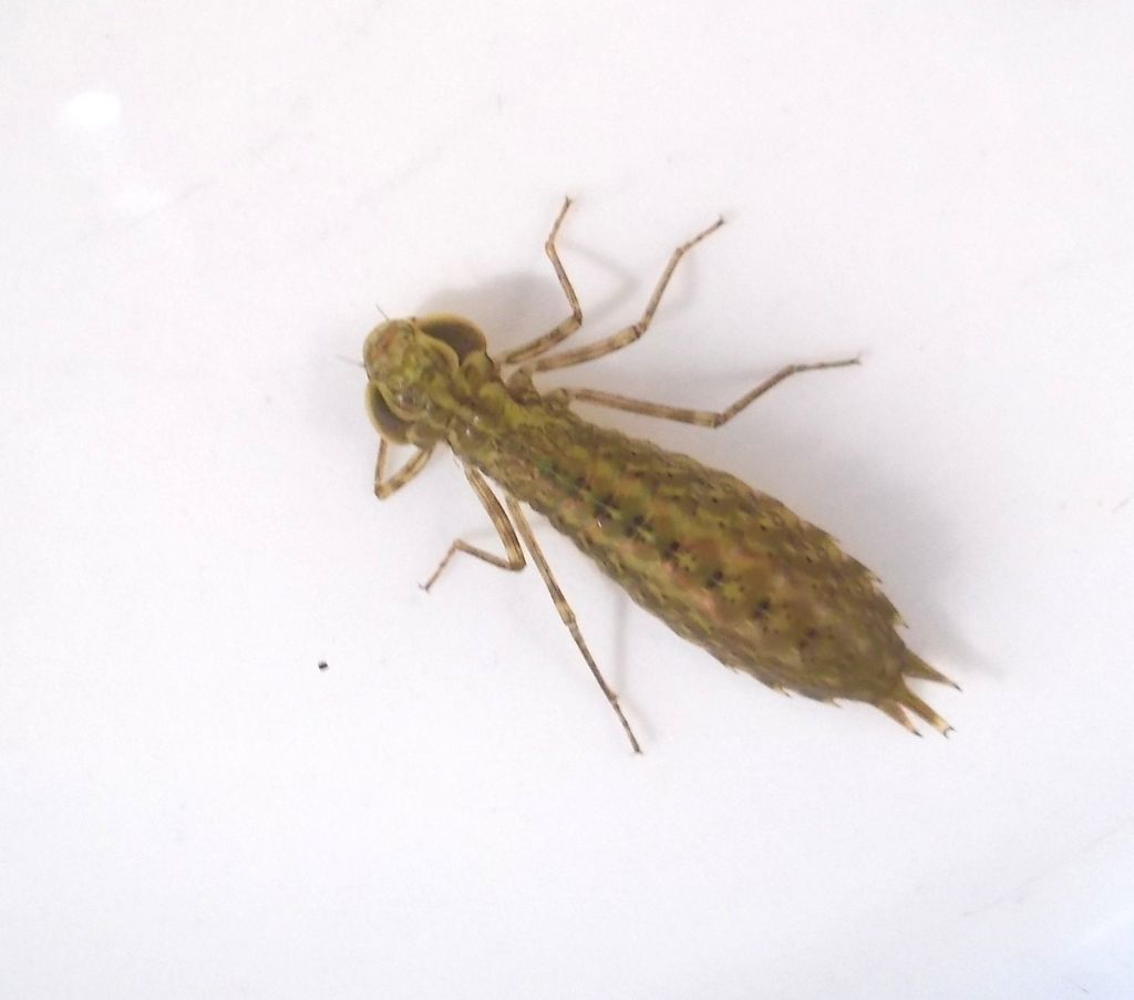 larve da identificare: Anax sp., Caliaeschna microstigma, Ischnura elegans?